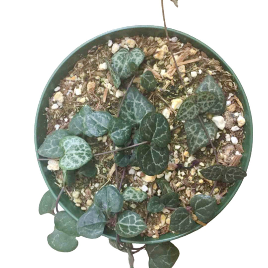 Live Succulent Plants String of Hearts Ceropegia woodii well rooted