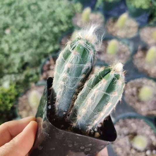 2"pot Blue hair Pilosocereus cactus - Variant 2