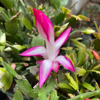 Leave cuttings Thanksgiving cactus Unrooted