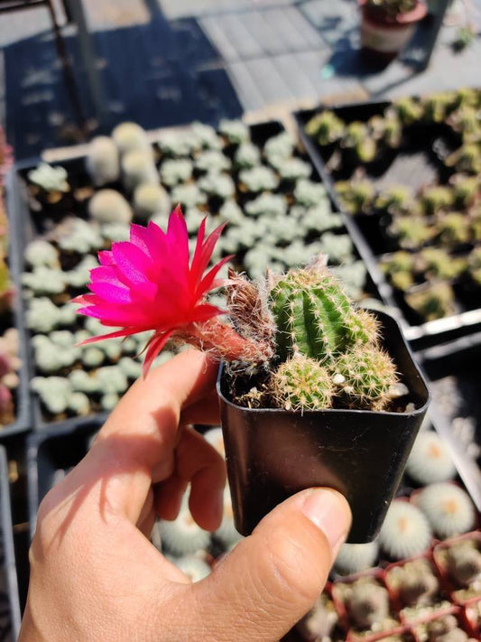2"pot Live cactus Chamaelobivia 'Rose Quartz' Peanut Cactus