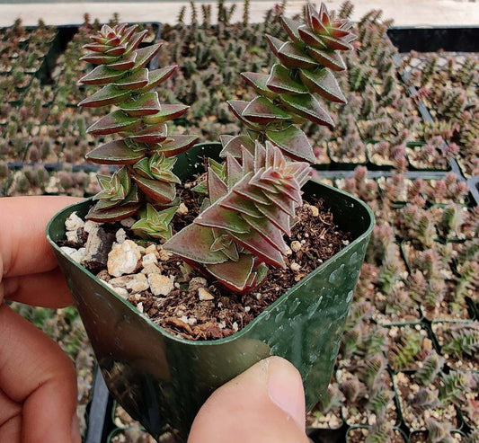 2"pot 4" pot Crassula tabularis Pagoda Village - Variant 3