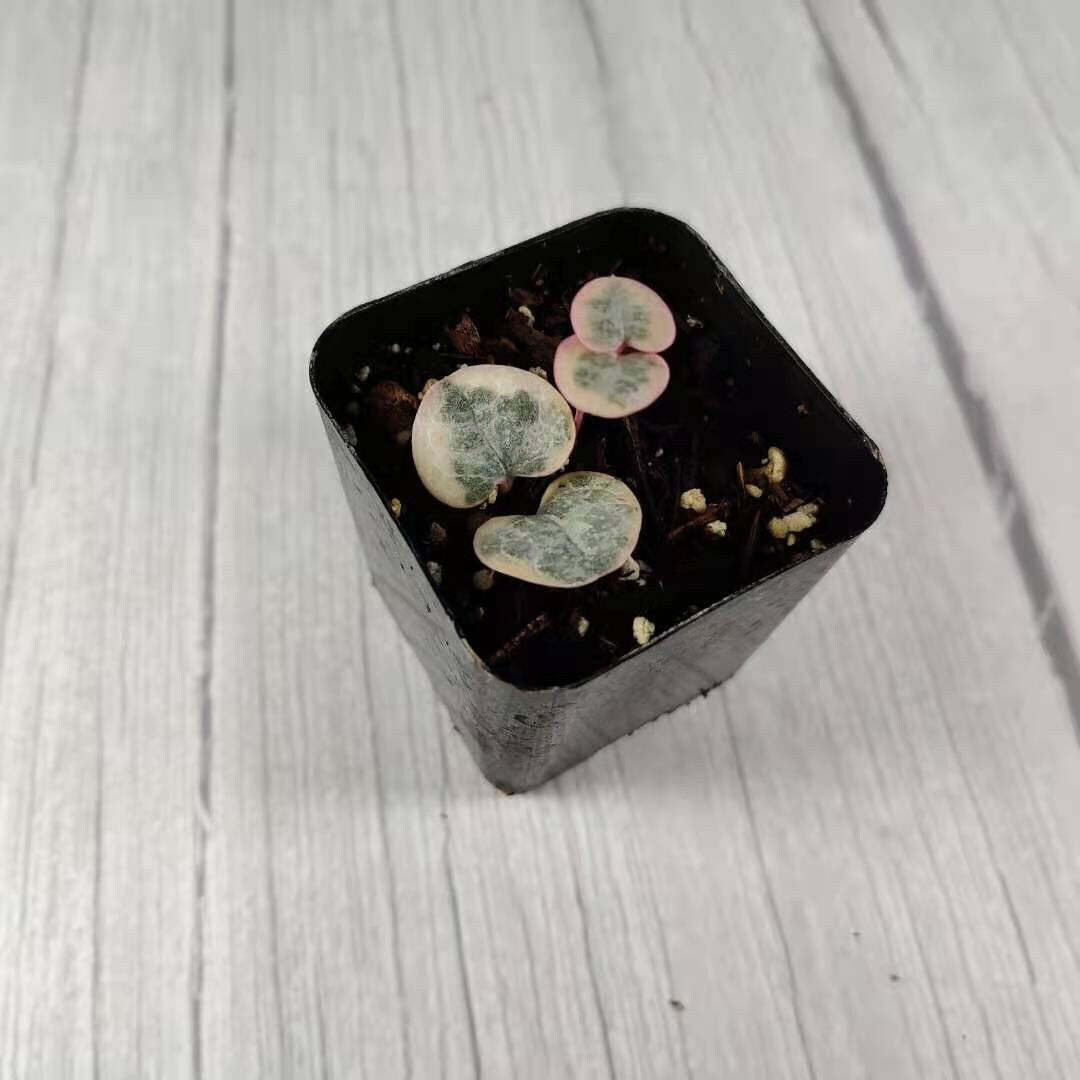 2"pot/4"pot String of hearts variegated