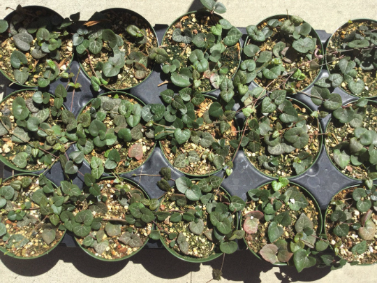 Live Succulent Plants String of Hearts Ceropegia woodii well rooted