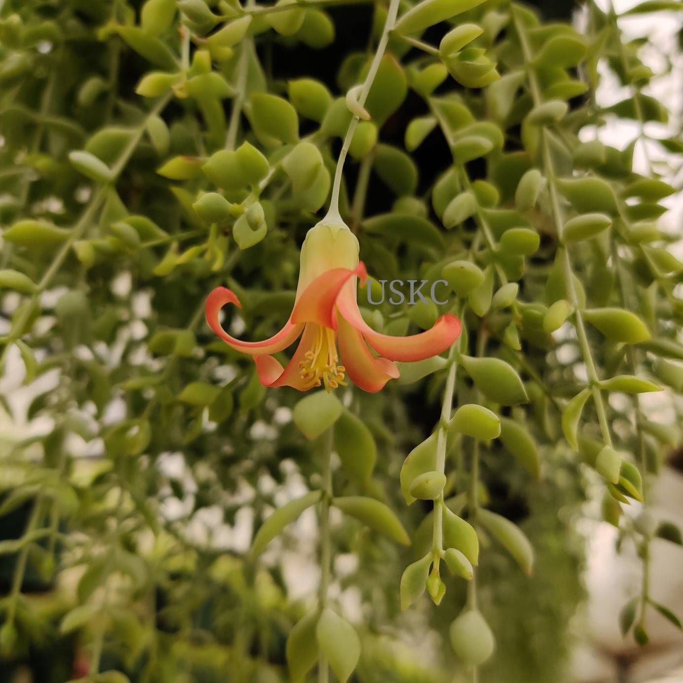 2"pot 4" pot Rare live plant Cotyledon Pendens