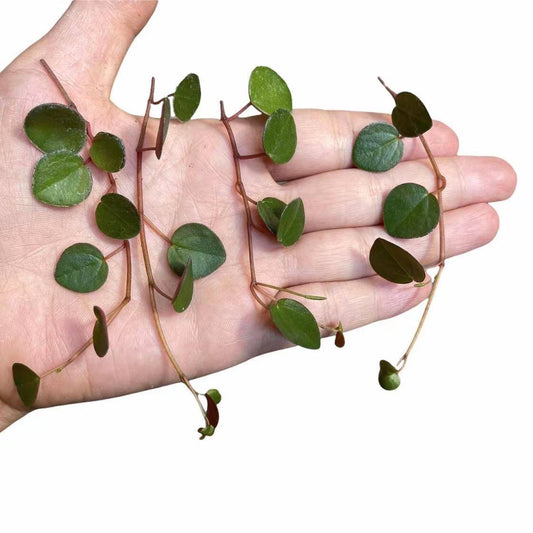 Leave cuttings Succulent Plants Peperomia Ruby Cascade - 4 pieces cuttings
