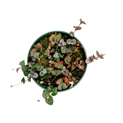 Live Trailing Succulent Plants 4" Pot  String of Hearts(Non-variegated) Live plants