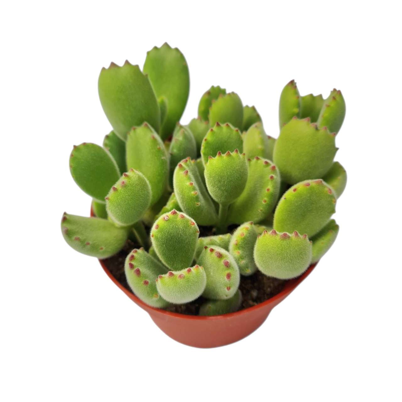 4"pot Live Succulent Plant – Cotyledon Tomentosa 'Bear Paw' (Non-Variegated, Green)