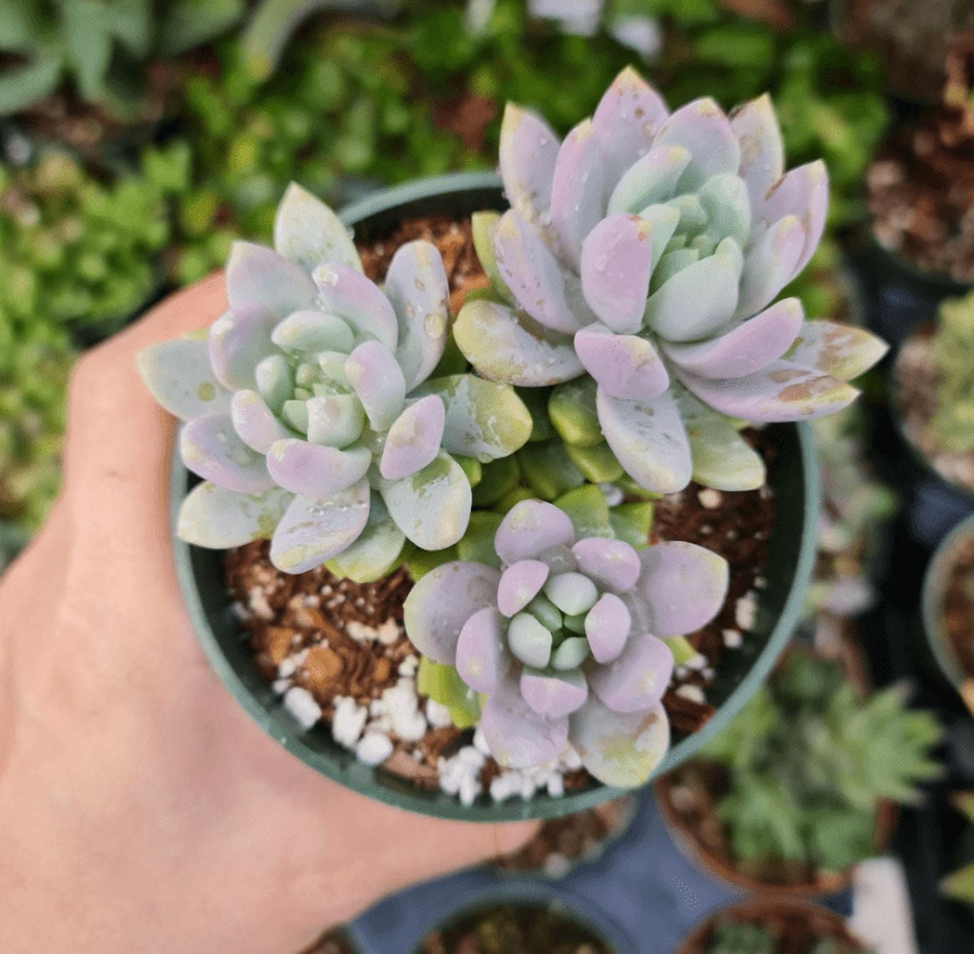 Live Succulent Plant 4"pot Sedeveria Lilac Mist