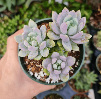Live Succulent Plant 4"pot Sedeveria Lilac Mist