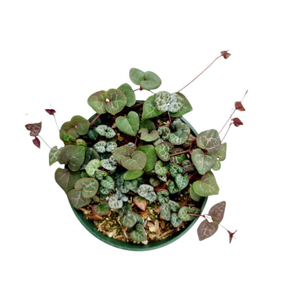 Live Trailing Succulent Plants 4" Pot  String of Hearts(Non-variegated) Live plants