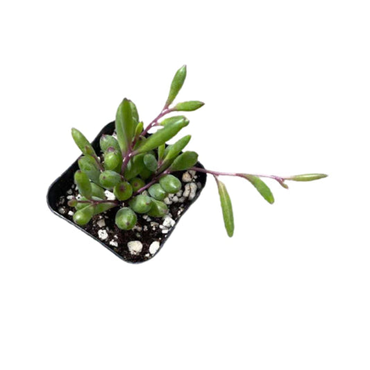 Live Trailing Plants String Plants - 2”pot Othonna Capensis/Ruby Necklace