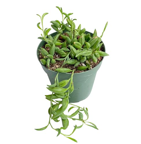 Live Trailing Plants String Plants for Home Decoration