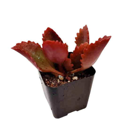 Live Succulent Cactus Plants from USKC (2" Pot) (Euphorbia Mammillaris Variegata) - Variant 39