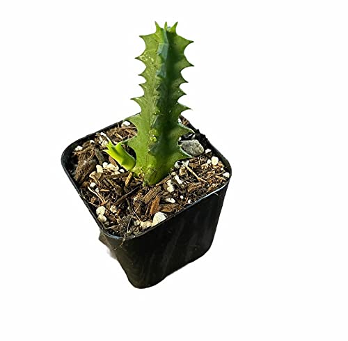 Live plants Lifesaver Plant Huernia zebrina