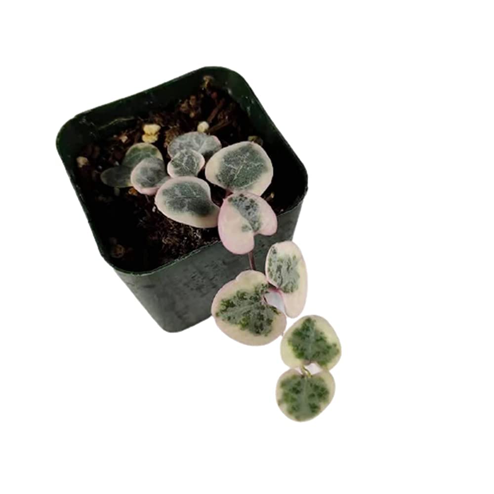 Rare Live Trailing Plants String of Hearts Variegated (2" Pot )