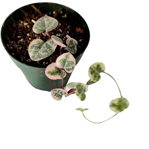 Live String Plants String of Hearts Variegated(2.5" Pot)