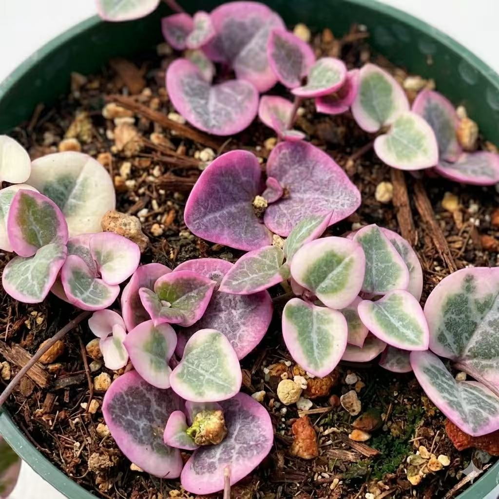 Live Trailing Succulent Plants string Plants (4" Pot Variegated String of Hearts)