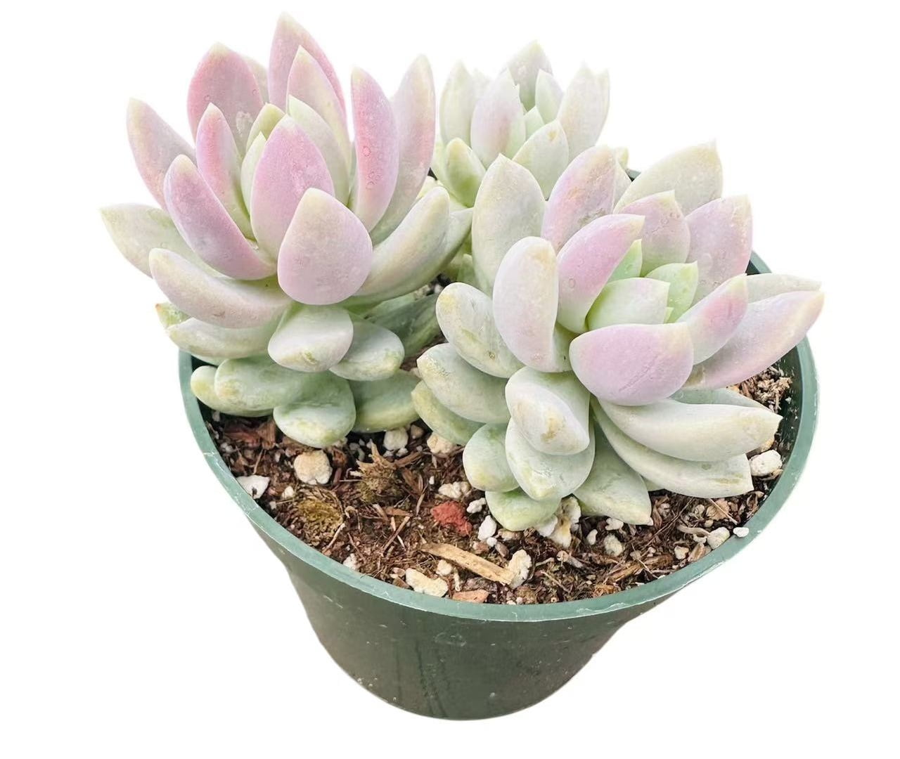 Live Succulent Plant 4"pot Sedeveria Lilac Mist