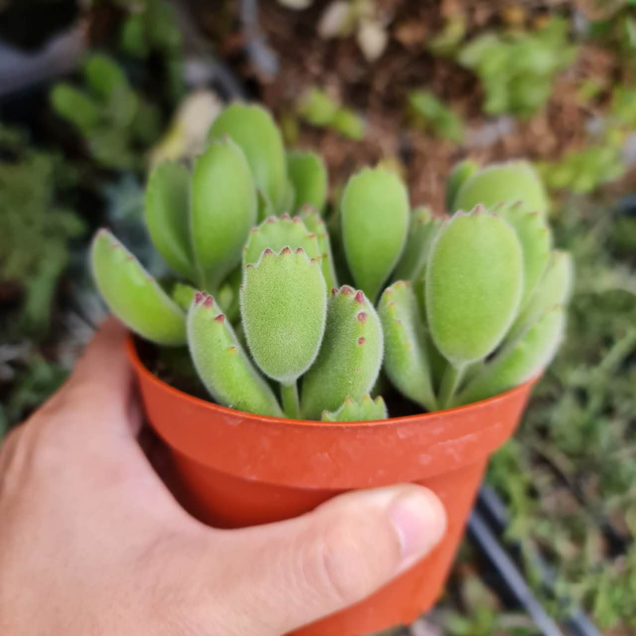 4"pot Live Succulent Plant – Cotyledon Tomentosa 'Bear Paw' (Non-Variegated, Green)