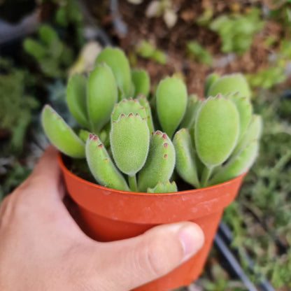 4"pot Live Succulent Plant – Cotyledon Tomentosa 'Bear Paw' (Non-Variegated, Green)