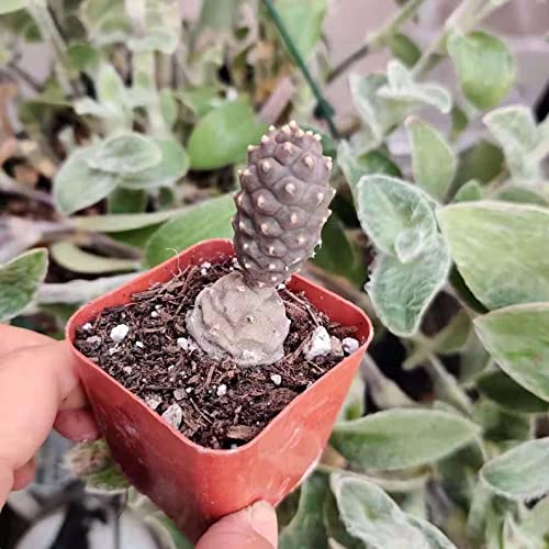 Live Cactus plants for Home Office Decoration - 2"pot Tephrocactus articulatus Pine Cone