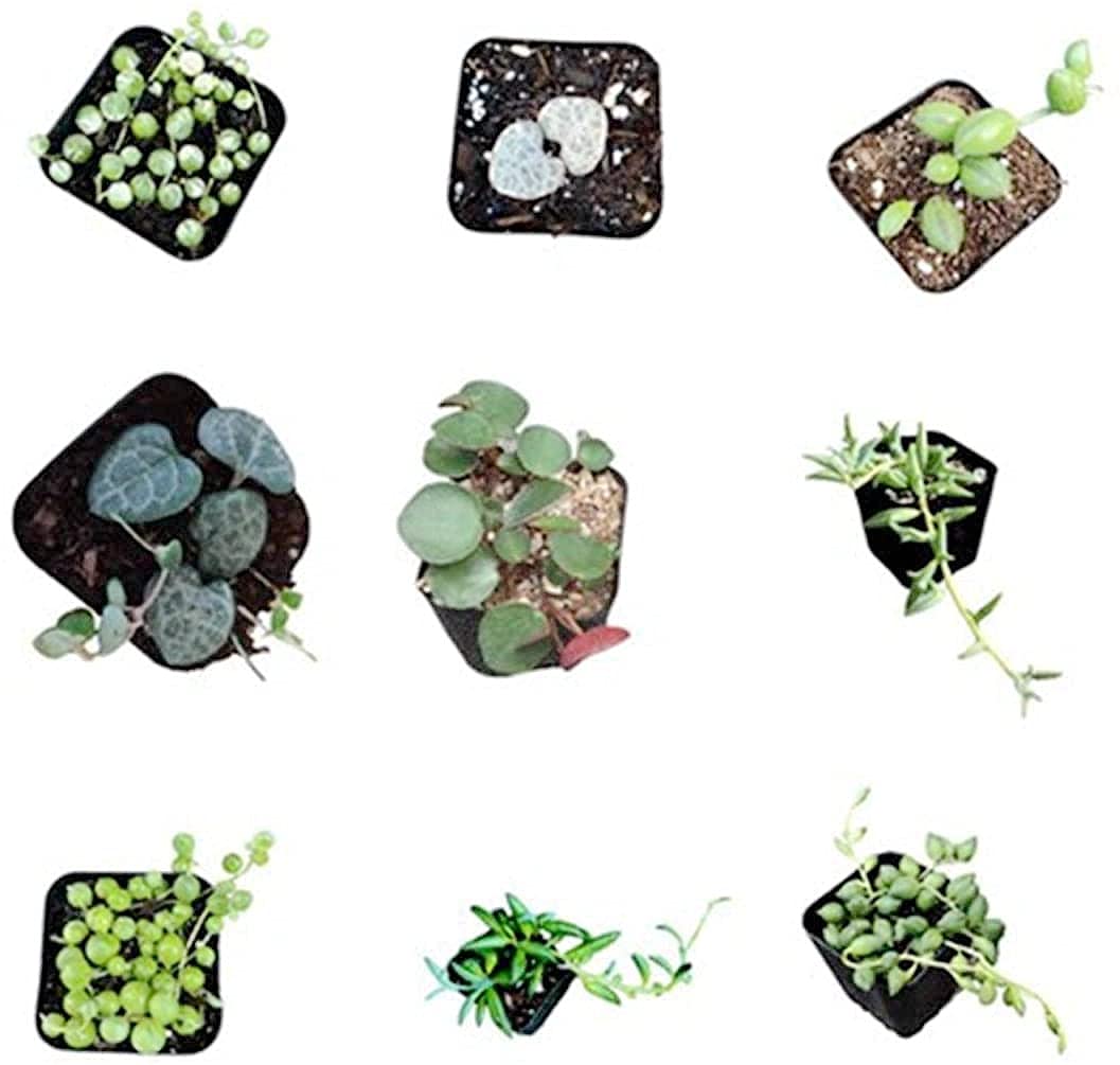 Live Trailing Plants String Plants for Home Decoration