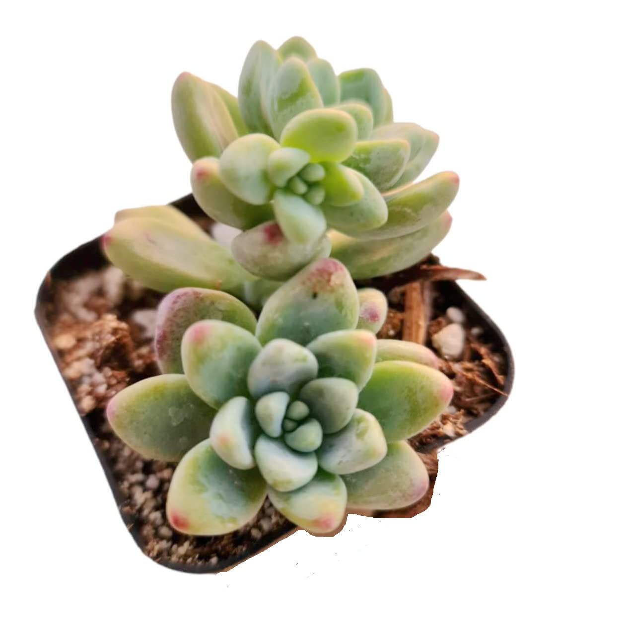 Live Sedum plants Succulent plants for Home Decor