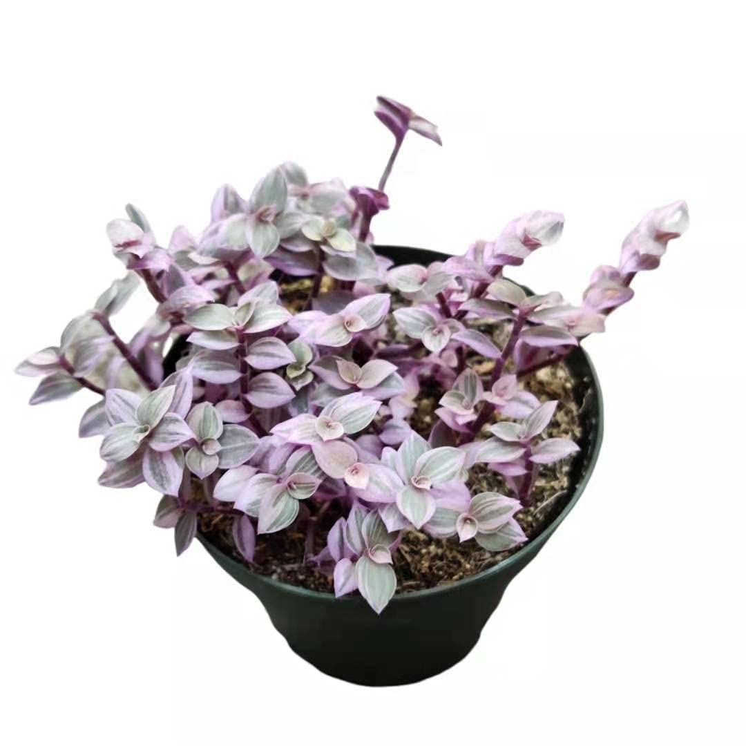 Live Indoor plants for Home Decoration