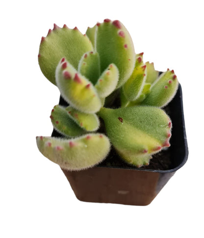 Rare Live Succulent Cactus Plants for Home Office Decor (2" Pot Variegated Delosperma echinatum - Variegated Pickle Plant)