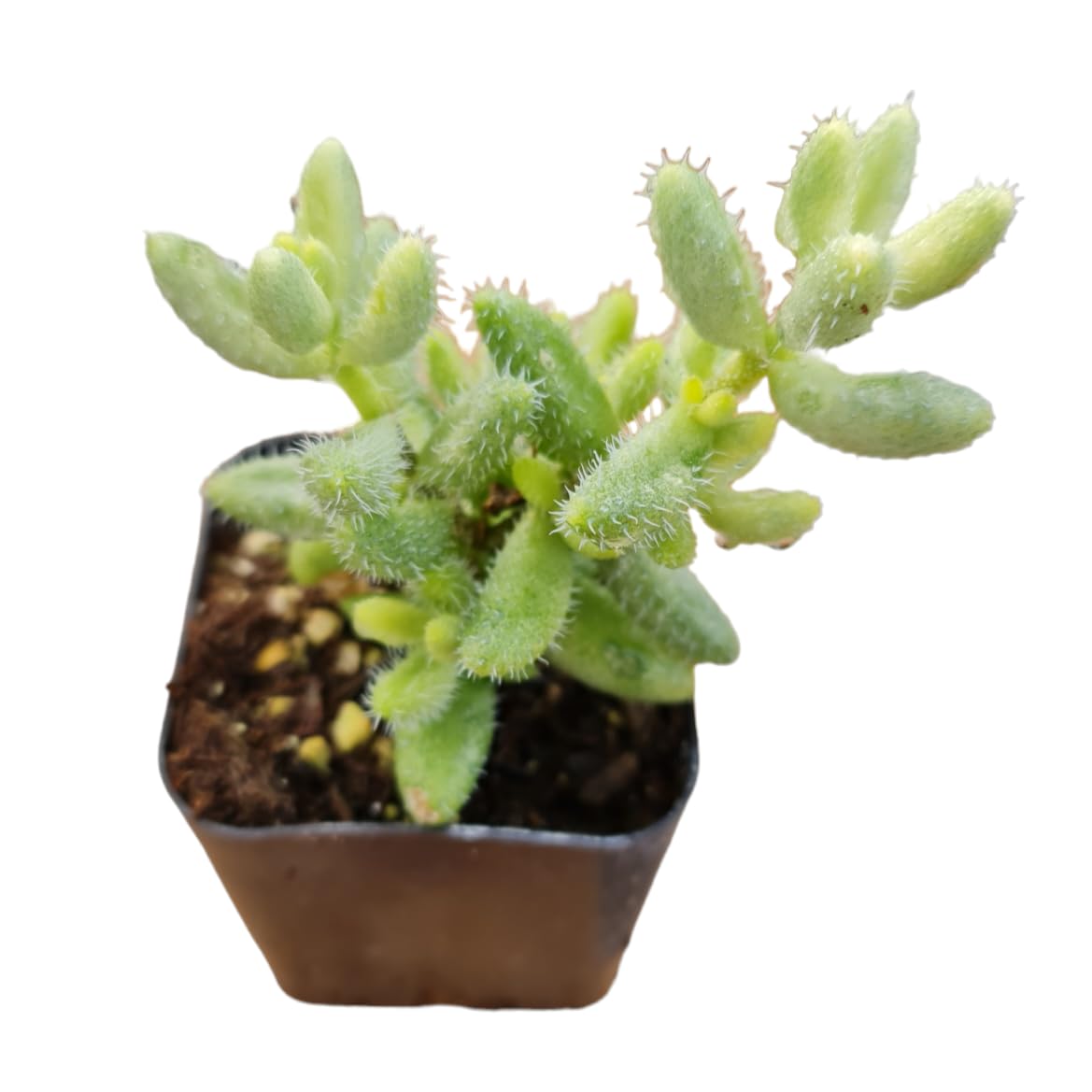 Rare Live Succulent Cactus Plants for Home Office Decor (2" Pot Variegated Delosperma echinatum - Variegated Pickle Plant) - Variant 11