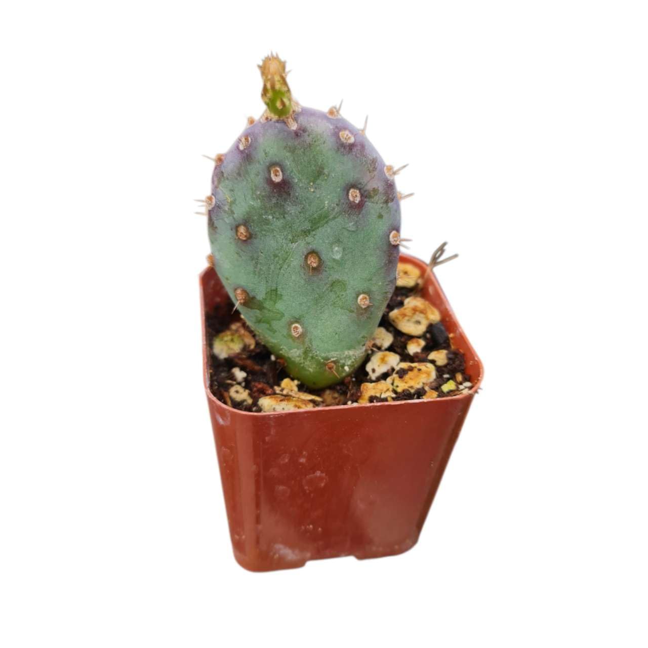 Live Cactus Plants from USKC (2" Pot Opuntia Maverick Variegated) - Variant 14