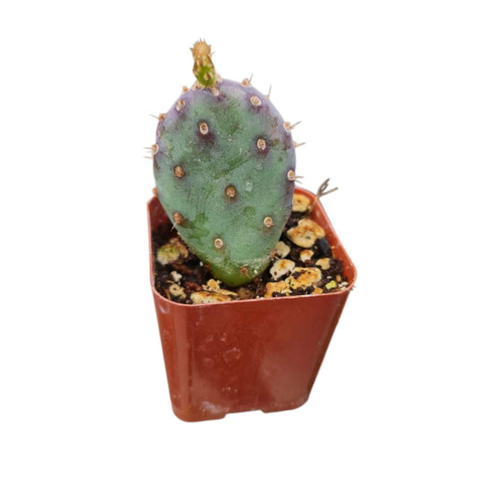 Live Cactus Plants # 14