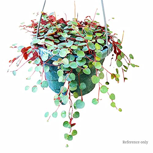 Live Trailing Plants String Plants for Home Decoration