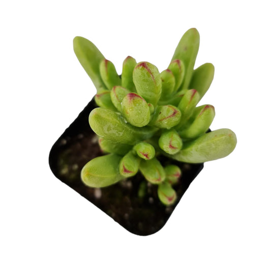 Live Crassula Plants for Home Decor - 2"pot nudicaulis var. herrei