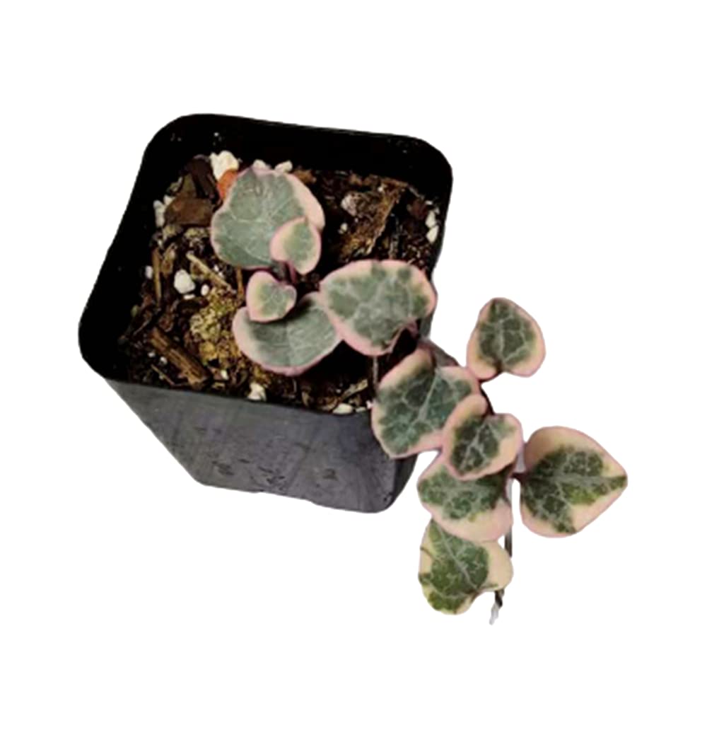 Rare Live Trailing Plants String of Hearts Variegated (2" Pot )