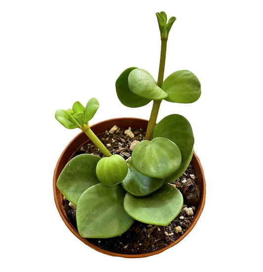 Live Indoor plants for Home Decoration - 3"pot Peperomia Hope