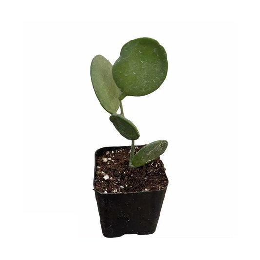 Live Trailing Plants String Plants for Home Decoration - 2"pot String of coins