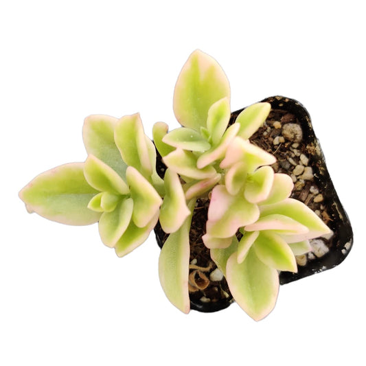Live Succulent Cactus Plants for Home Office Decor - 2"pot Aptenia Cordifolia Variegata