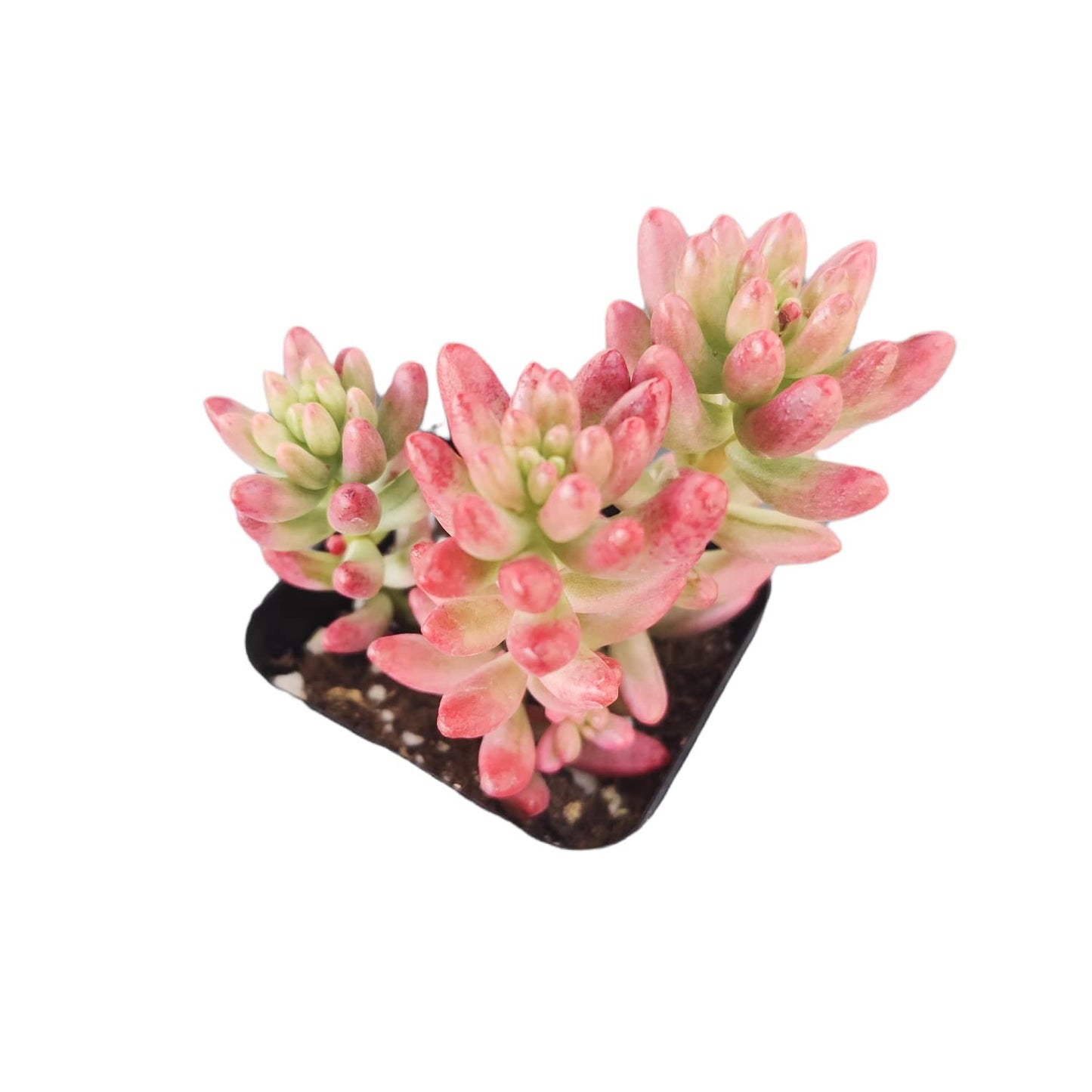 Live Succulent Cactus Plants (2" Pot Crassula Estagnol Spiralis)
