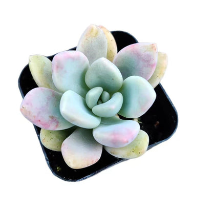 Live Succulent Cactus Plants from USKC (2" Pot) (Euphorbia Mammillaris Variegata)