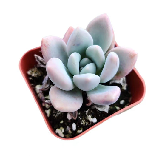 Live Succulent Cactus Plants  (2" Pot)  Graptoveria Opalina