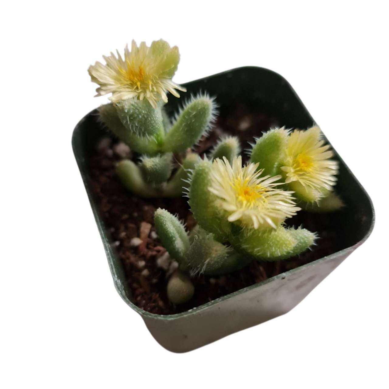Rare Live Succulent Cactus Plants for Home Office Decor (2" Pot Variegated Delosperma echinatum - Variegated Pickle Plant) - Variant 13