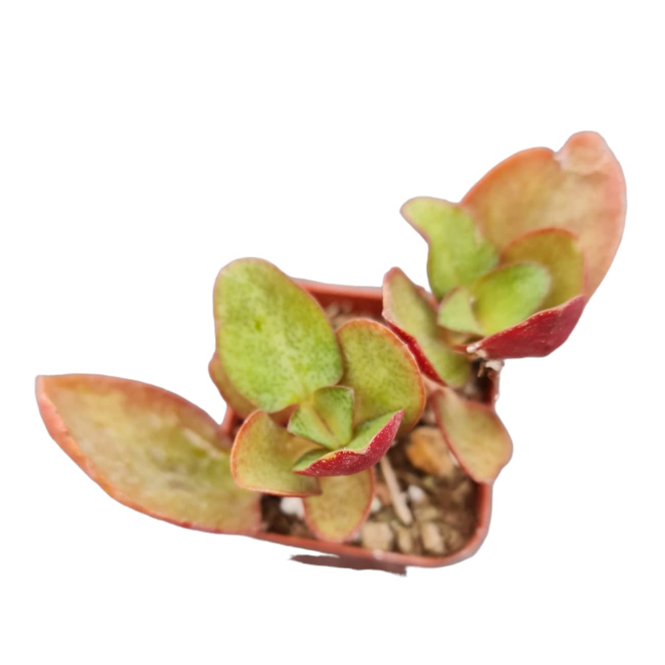 Live Succulent Cactus Plants from USKC (2" Pot) (Euphorbia Mammillaris Variegata)