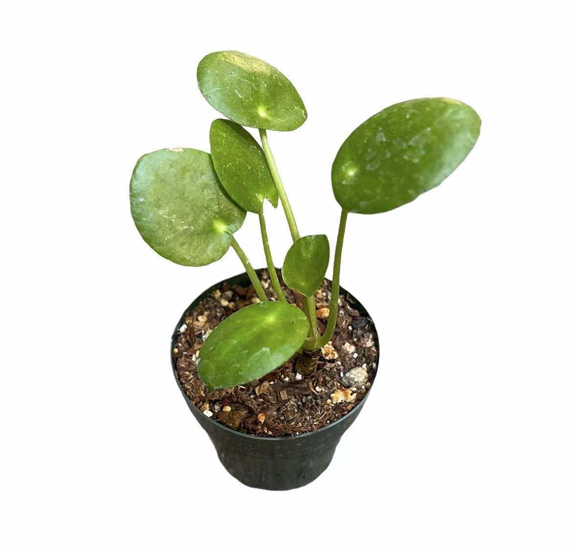 Live Indoor plants for Home Decoration