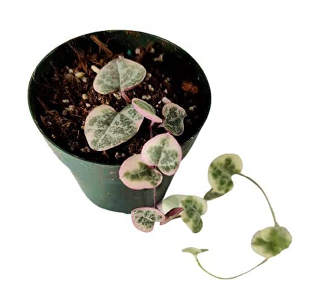 Live Succulent Cactus Plants for Home Office Decor