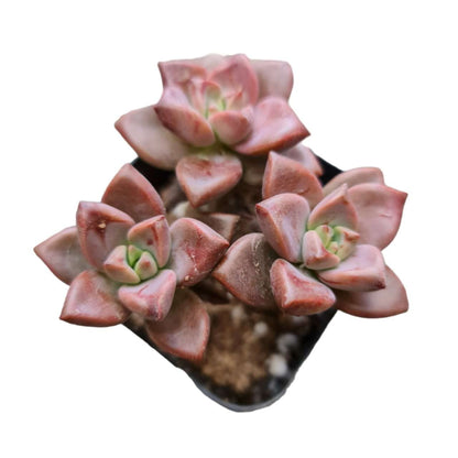 Live Succulent Cactus Plants from USKC (2" Pot) (Euphorbia Mammillaris Variegata)