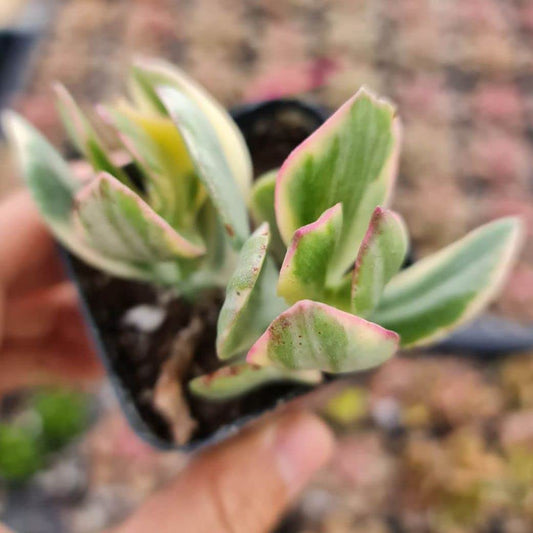 Live Crassula Plants for Home Decor - 2"pot Crassula ovata 'Tricolor'