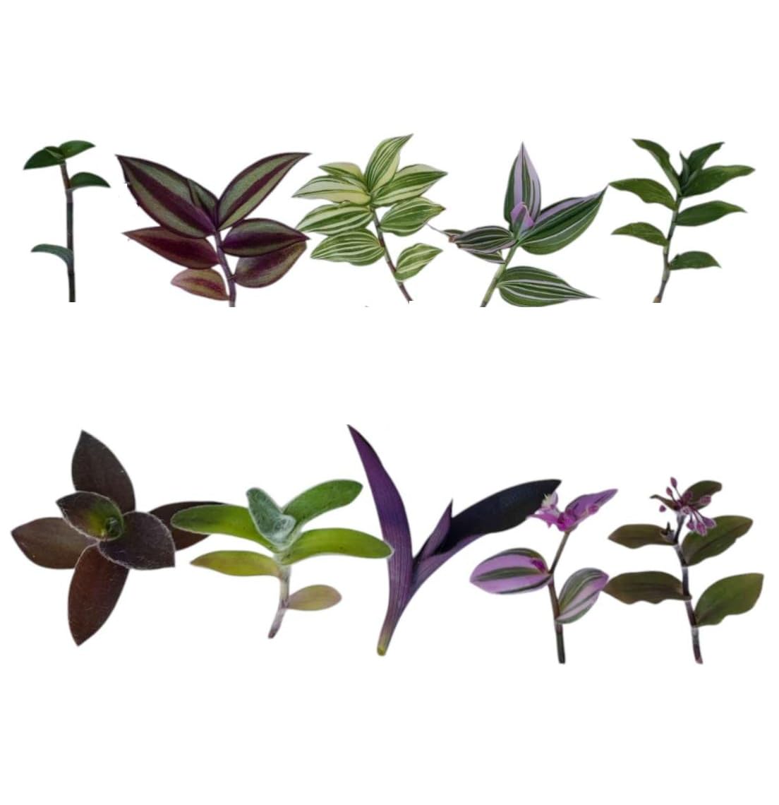 No Root Plant cuttings from USKC (3pc Tradescantia fluminensis variegata no Root cuttings)