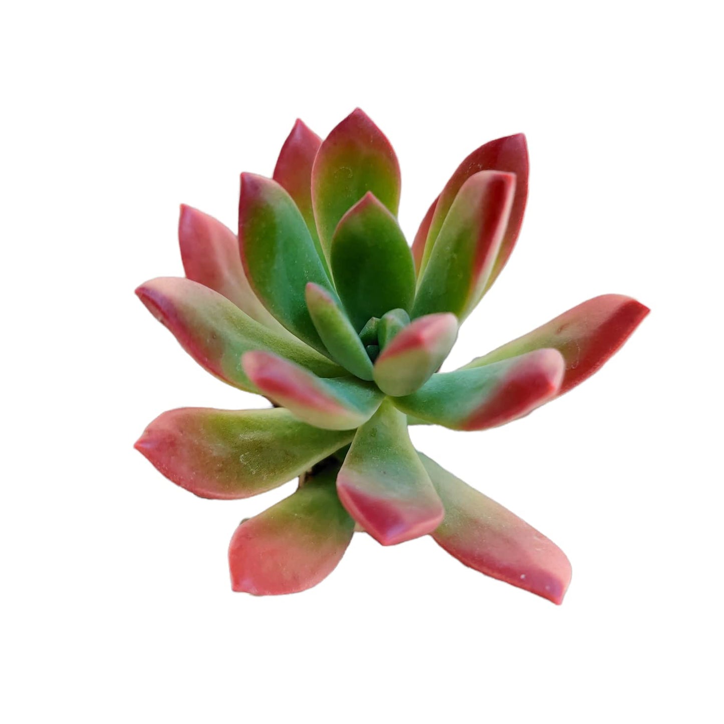 Live Cactus Succulent Plants for Home Decoration