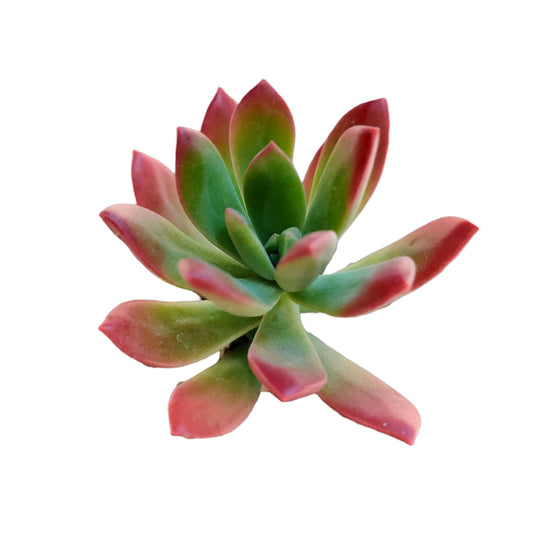 Live Cactus Succulent Plants for Home Decoration - 2"pot Echeveria 'Minibelle'